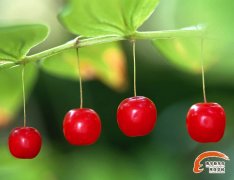 ��ȷʳ��ˮ�� ����֪����Щ