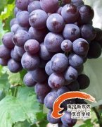 ɬζʳ���ǲ��ɶ�õ�����ʳ��