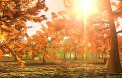 �����������ע����ʳ������