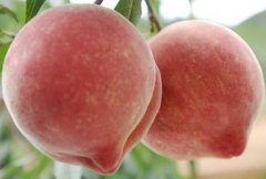 ��������ȥ����ë